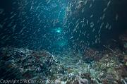 BVI Diving-0309